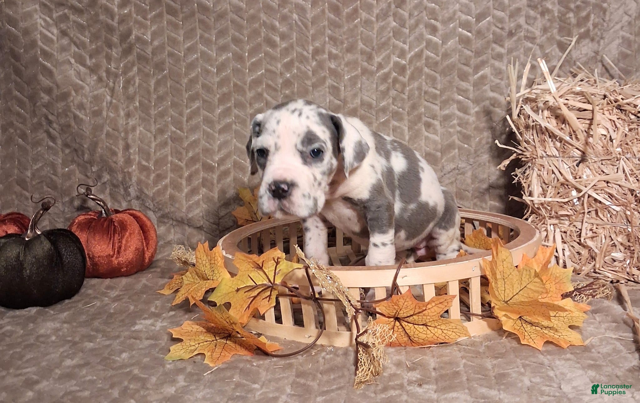 Great Dane