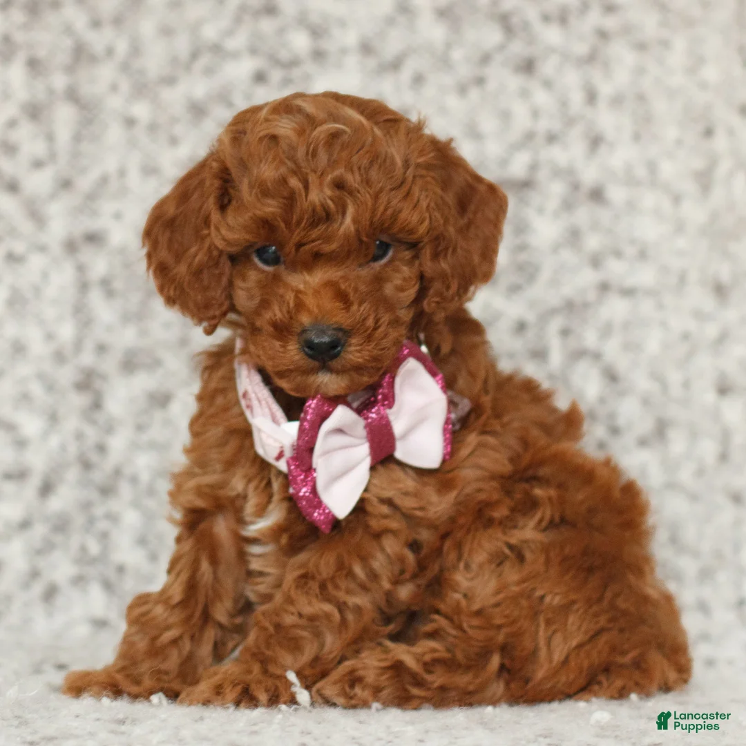 Toy Poodle dogs for sale: Tegan  - Ad 1