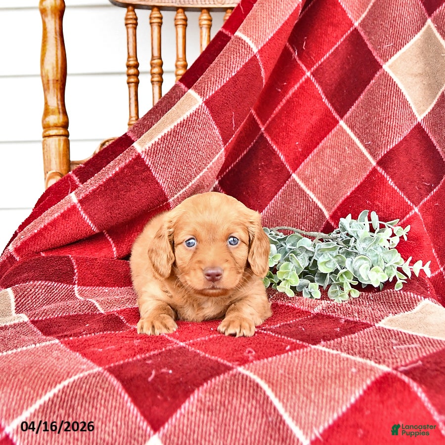 Miniature Dachshund dogs Cooper - Ad 1