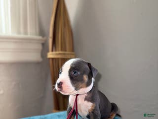 American Pit Bull Terrier dogs Cyn - Ad 32