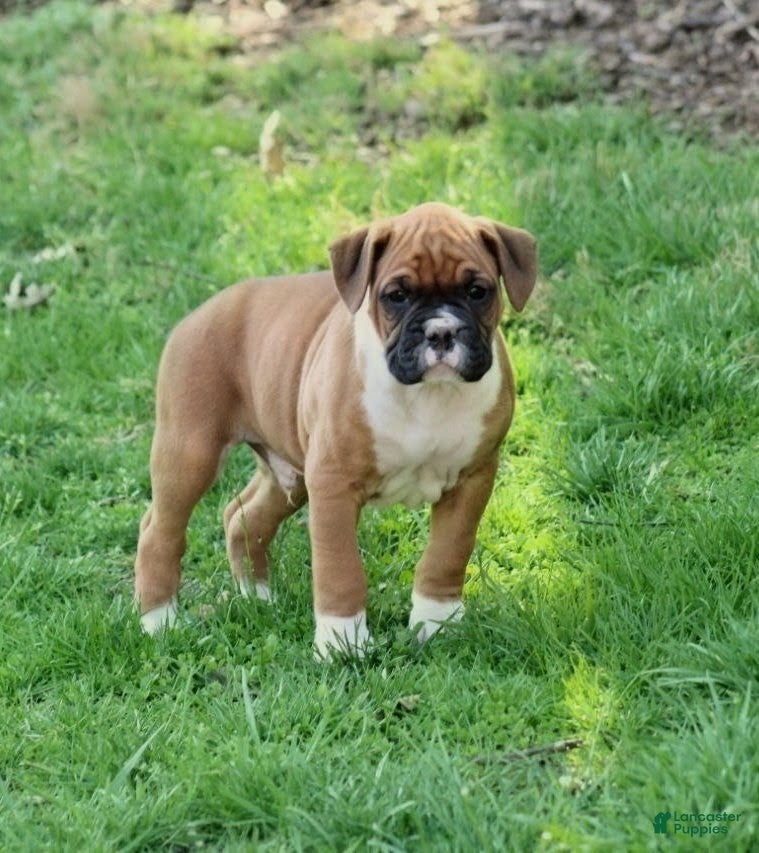 Boxer dogs Tanyon  - Ad 34