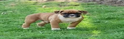 Boxer dogs for sale: Tanyon  - Ad 1