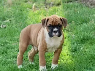 Boxer dogs for sale: Tanyon - Ad 3