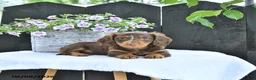 Dachshund dogs for sale: Duke - Ad 3