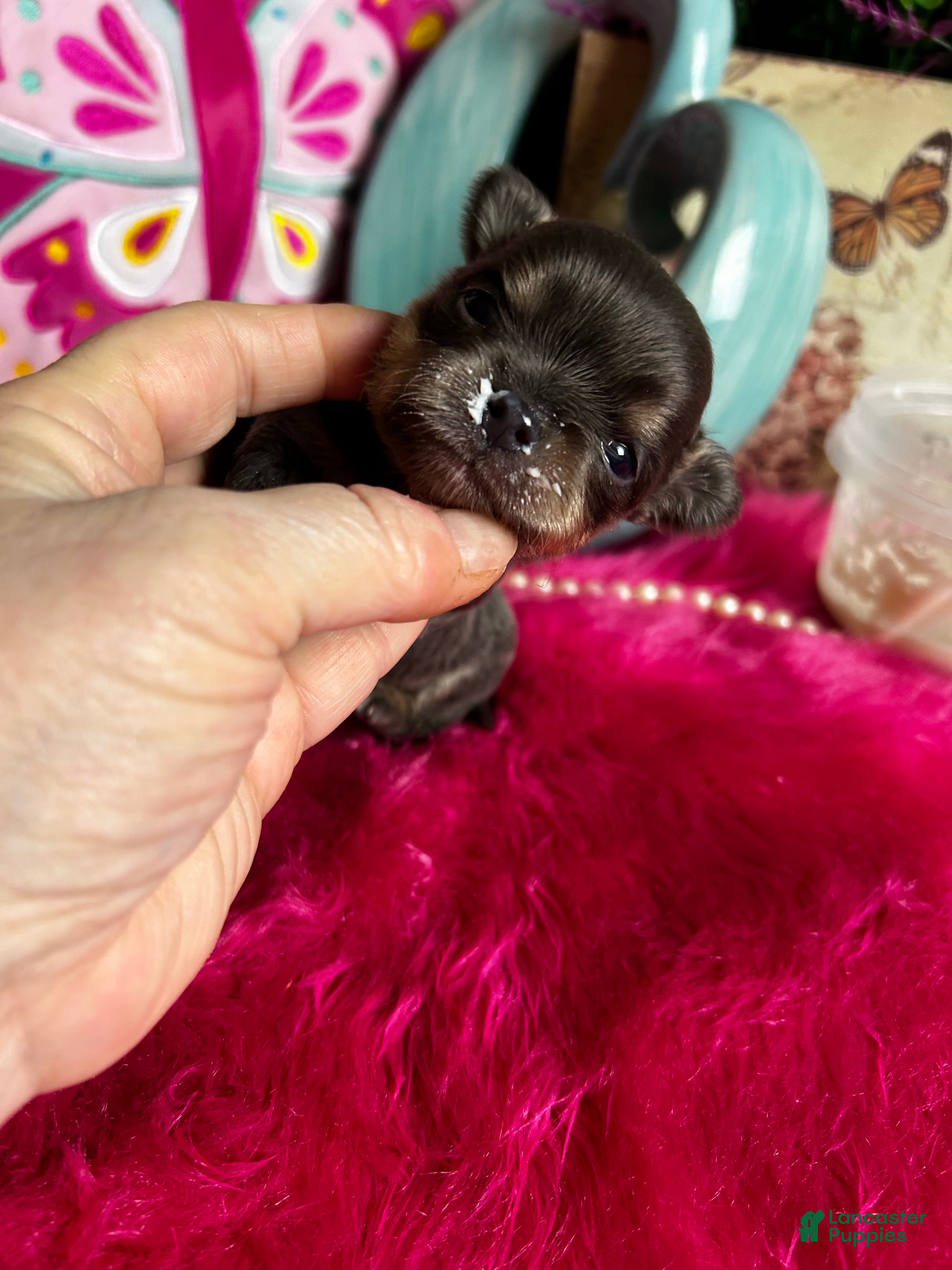 Chihuahua dogs Debs California Chis   - Ad 2