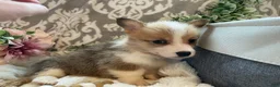 Welsh Corgi Pembroke dogs for sale: Sage - Ad 5