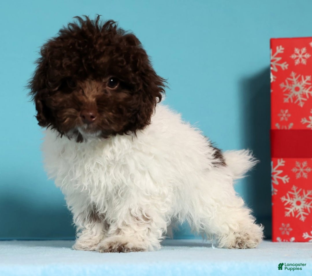 Miniature Poodle dogs for sale: Buddy - Ad 1
