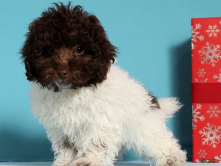 Miniature Poodle dogs Buddy - Ad 8