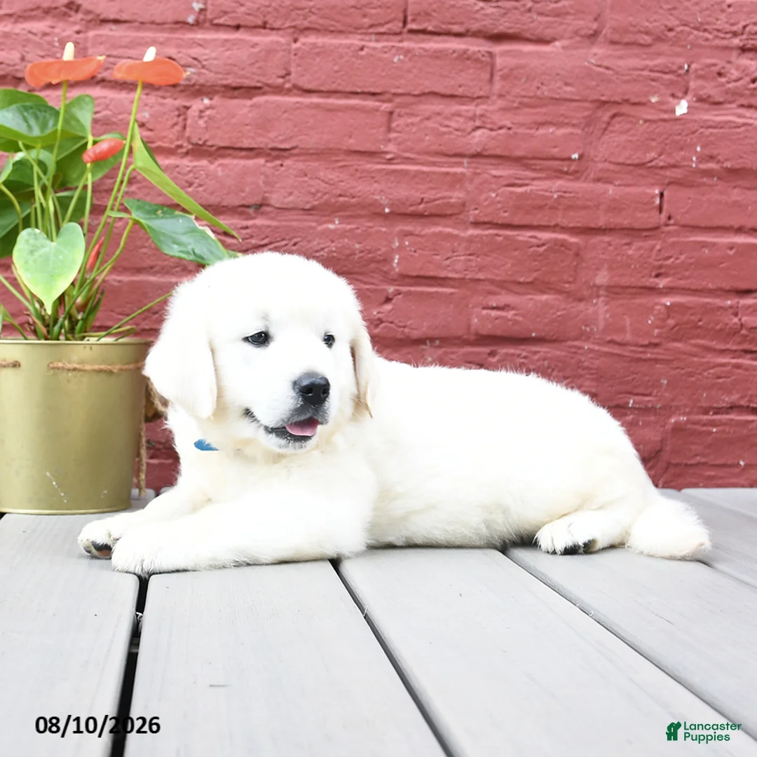 Golden Retriever dogs for sale: Barry - Ad 2