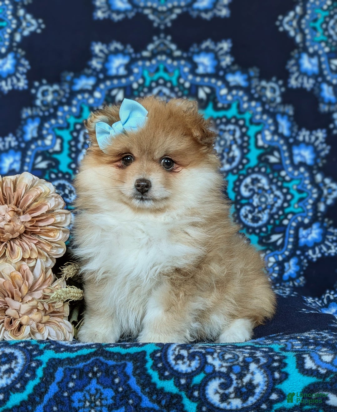 Pomeranian dogs for sale: Dyann - Ad 2