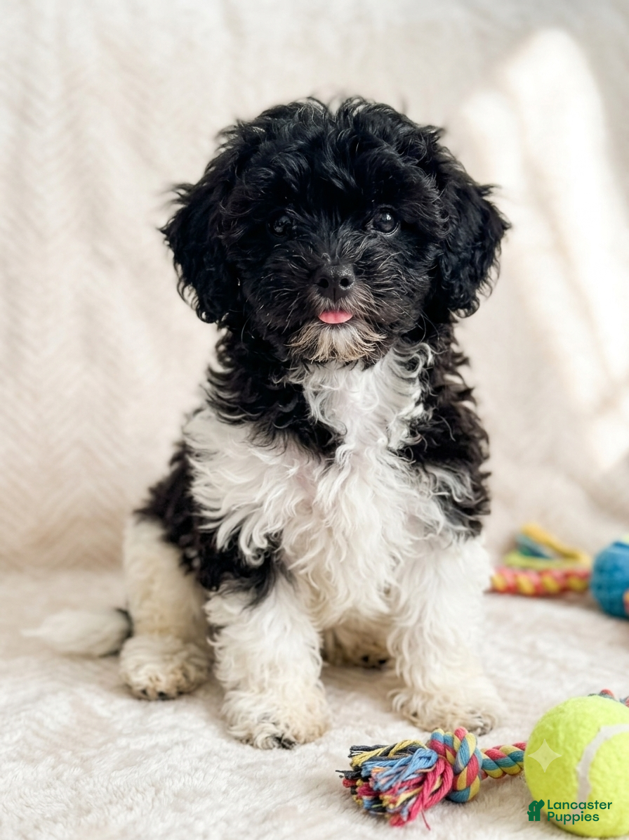 Shihpoo dogs Minnie - Ad 2