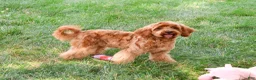 Cavapoo dogs for sale: Amore - Ad 4