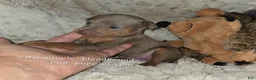 Miniature Pinscher dogs for sale: AKC Rhett - Ad 5