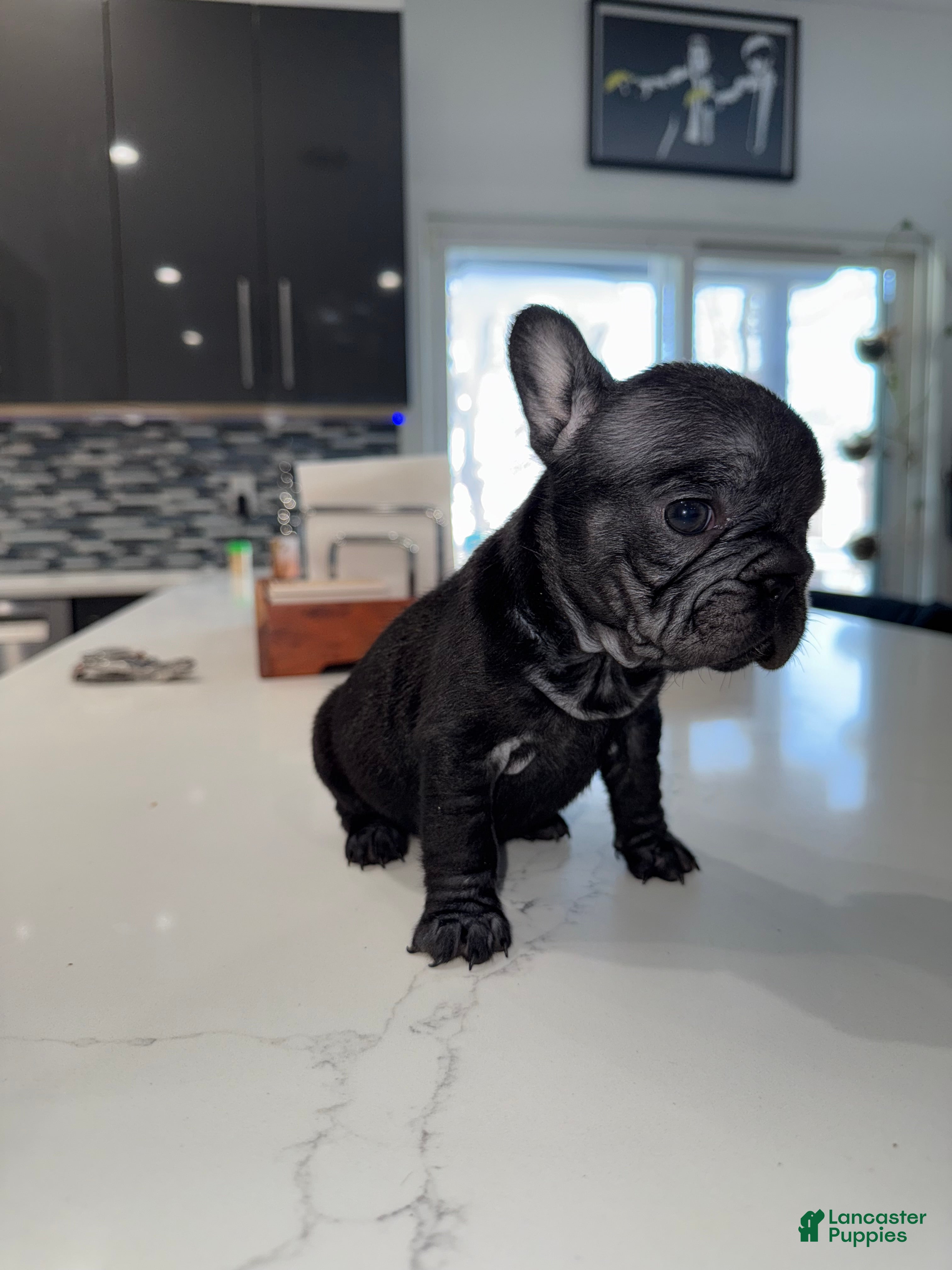 French Bulldog dogs French Bulldog Puppy 7 - Ad 30