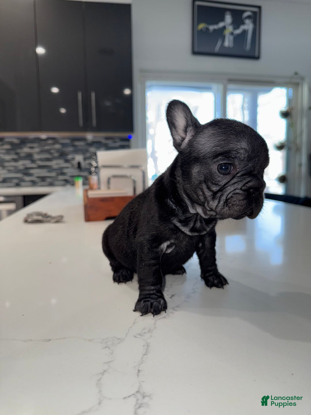 French Bulldog dogs for sale: French Bulldog Puppy 7 - Ad 1