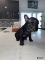 French Bulldog Puppy 7