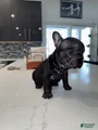 French Bulldog Puppy 7