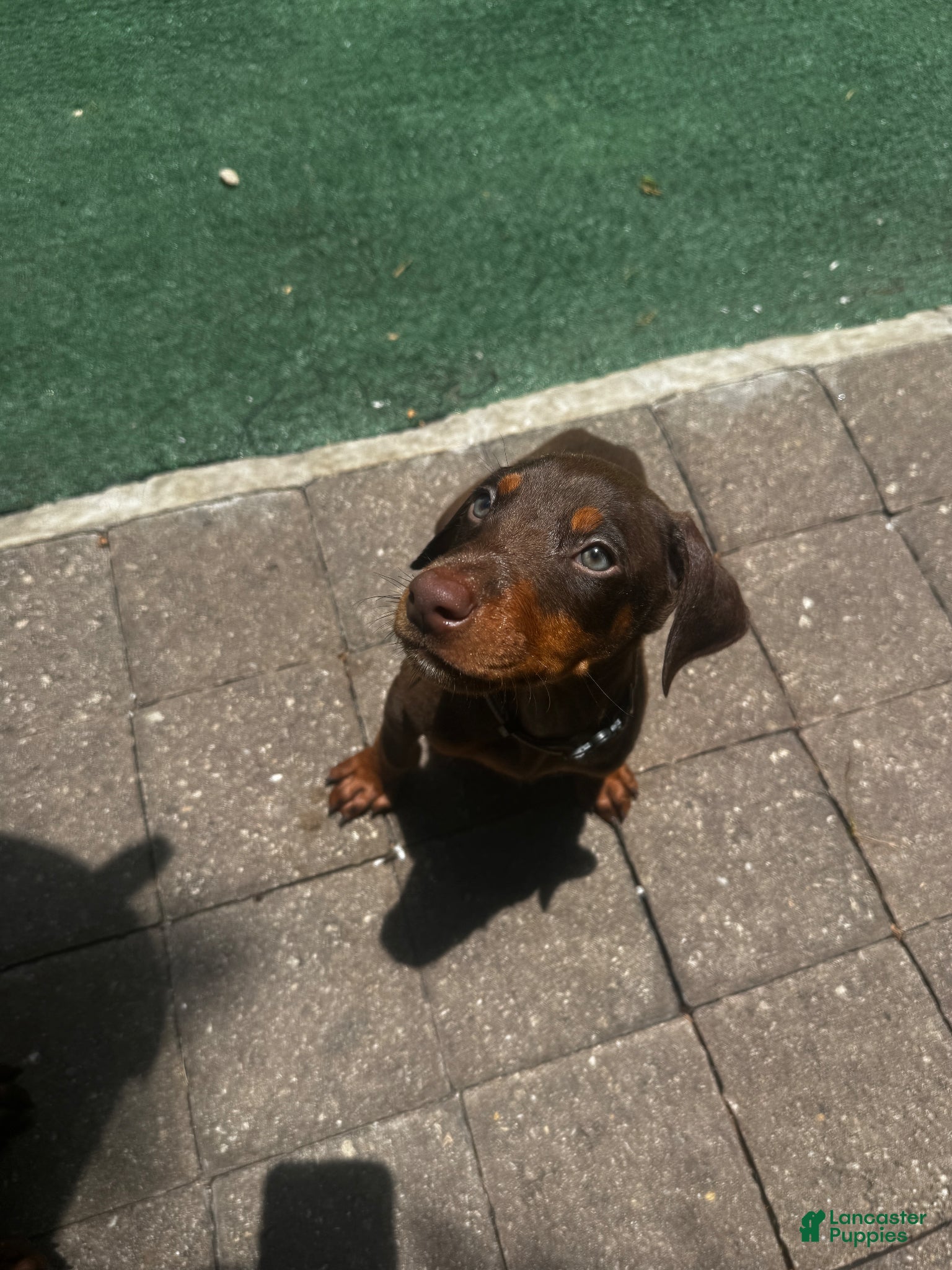Doberman Pinscher dogs Doberman Pinscher Puppy grey collar - Ad 2