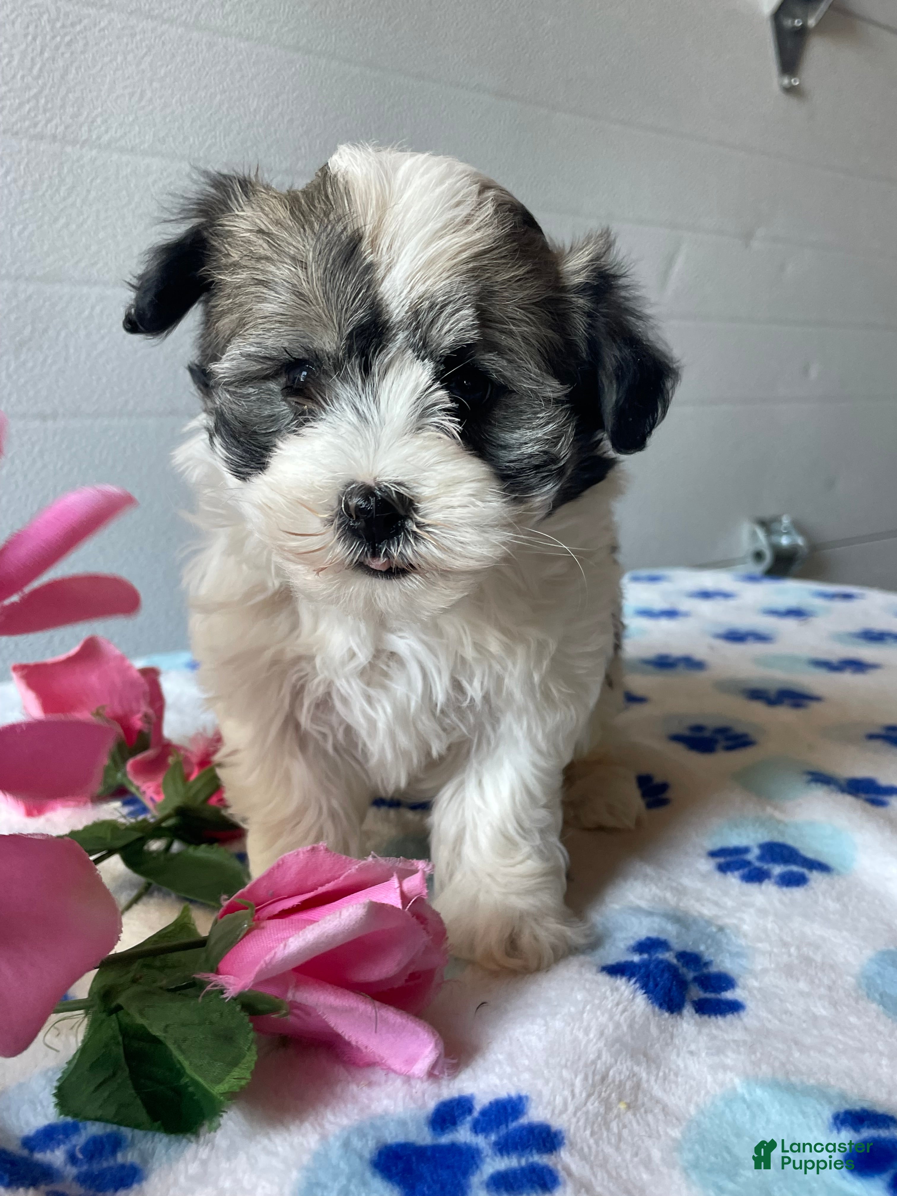 Havanese dogs Piper - Ad 28