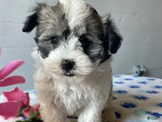 Havanese dogs Piper - Ad 28
