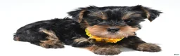 Yorkshire Terrier dogs for sale: Sadie - Ad 7