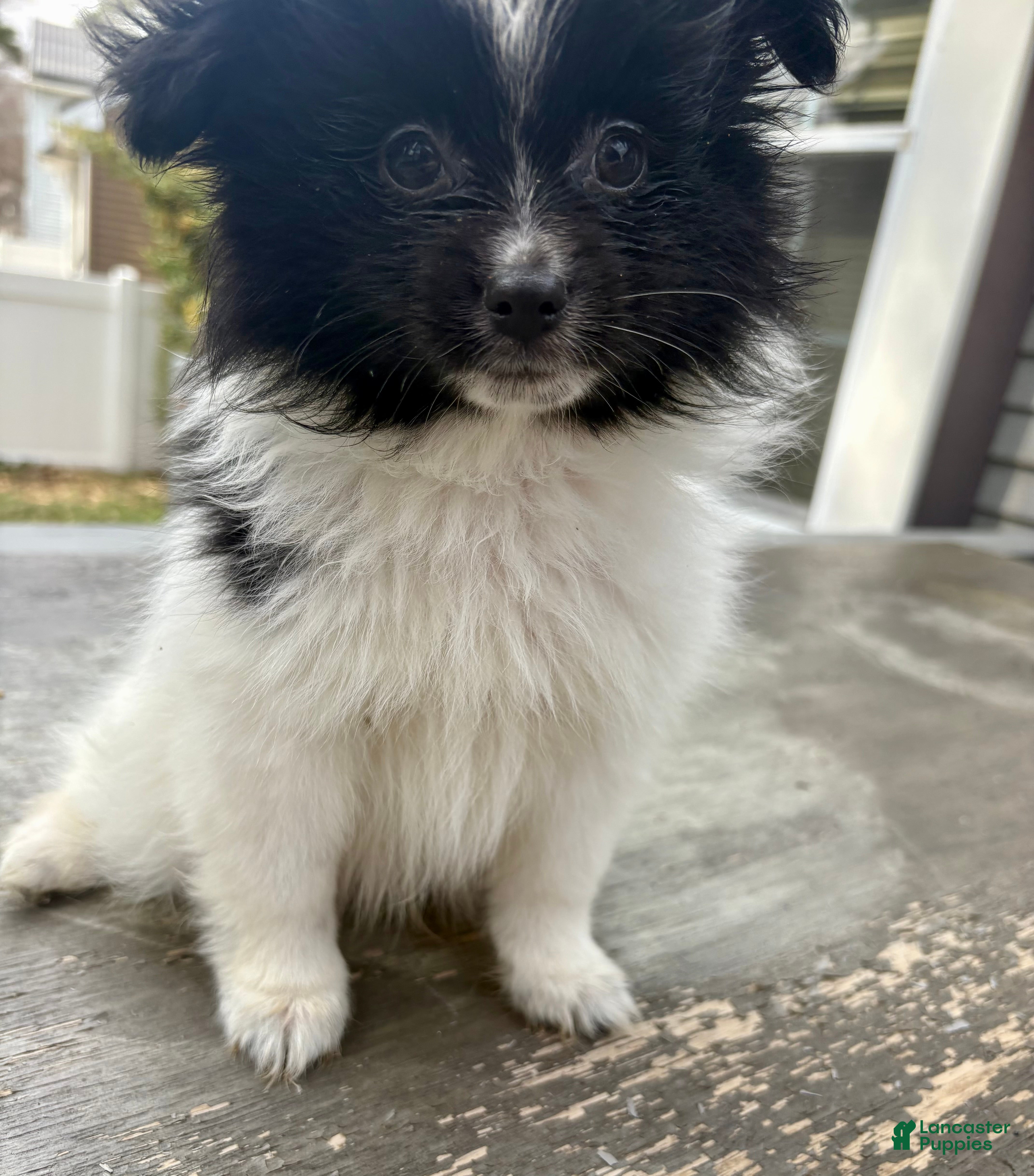 Pomeranian dogs Randall - Ad 1