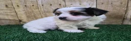 Biewer Terrier dogs for sale: Chanel Female Biewer Terrier - Ad 6