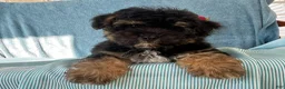 Yorkiepoo dogs for sale: Spencer - Ad 4