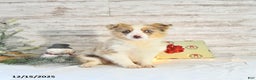 Miniature Australian Shepherd dogs for sale: Frosty - Ad 2