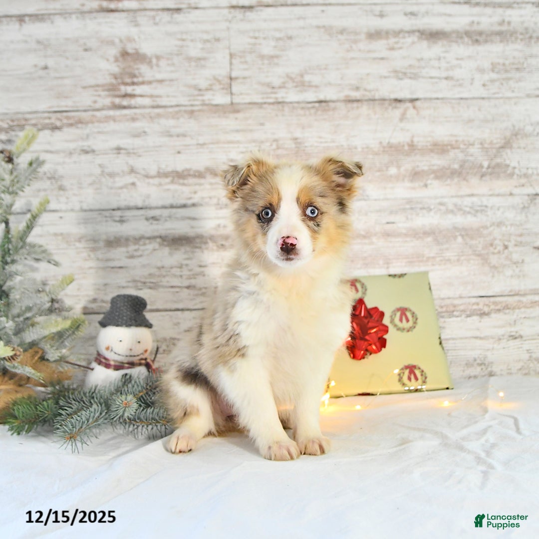 Miniature Australian Shepherd dogs for sale: Frosty - Ad 2