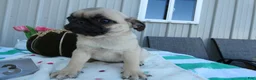 Pug dogs for sale: Pug 3 Kala - Ad 3