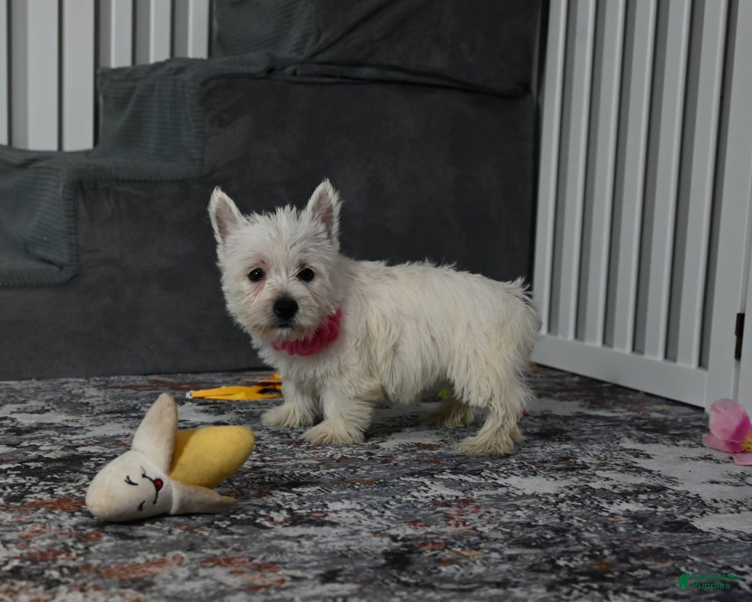 West Highland Terrier dogs for sale: Sally - Ad 4