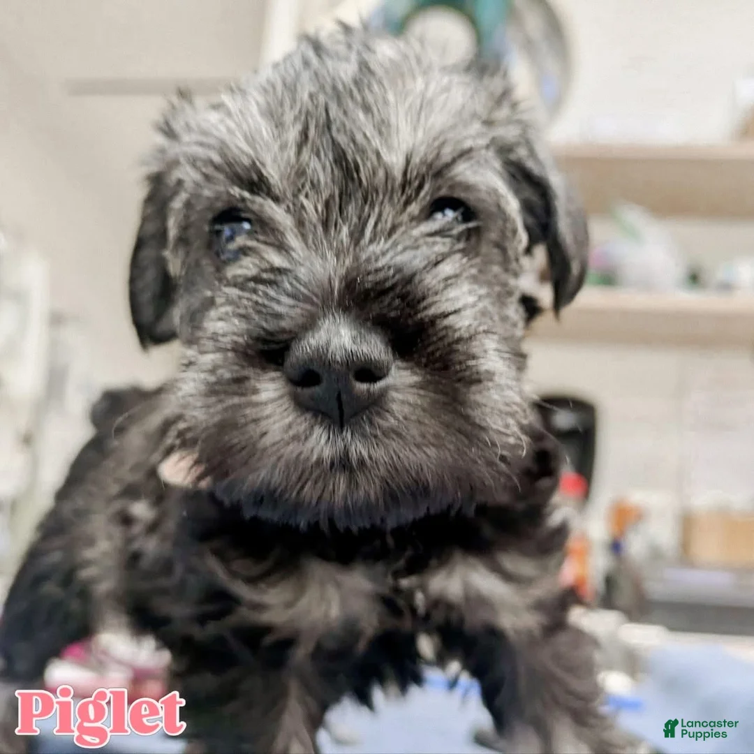 Miniature Schnauzer dogs for sale: "Piglet" - Ad 1