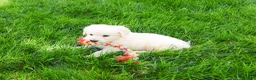 Golden Retriever dogs for sale: Wesley  - Ad 4