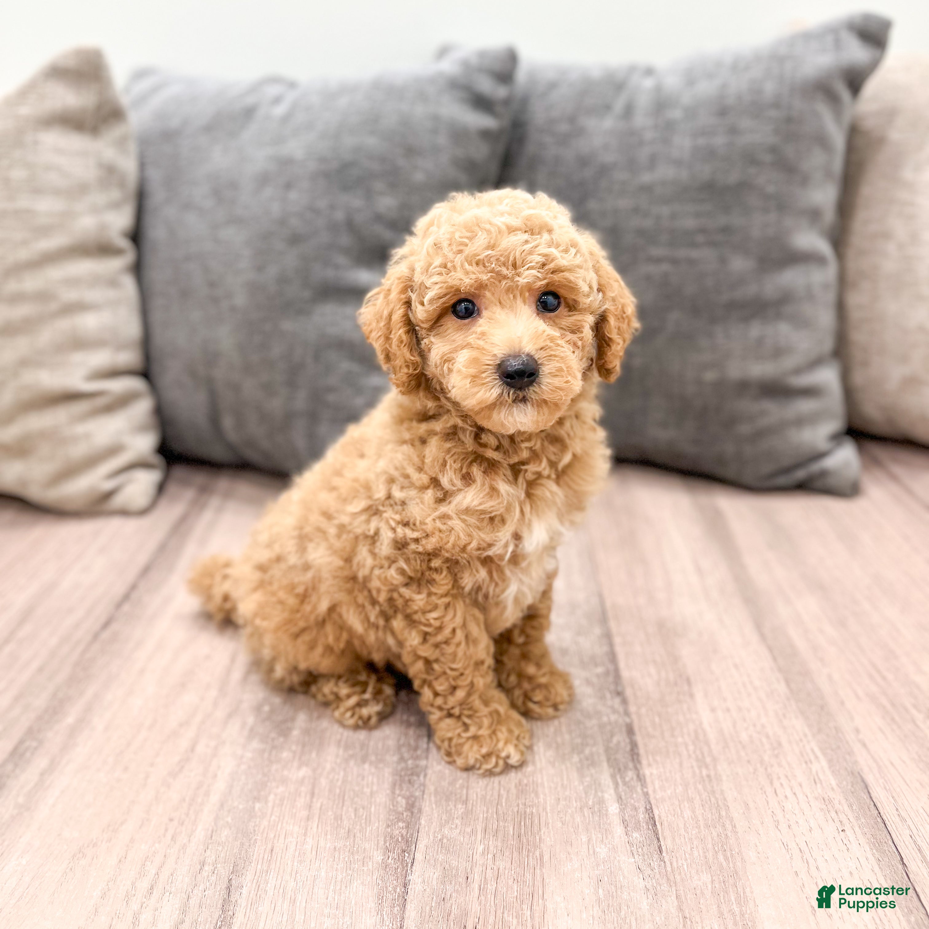 Miniature Poodle dogs Copper - Ad 1