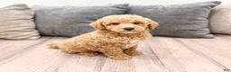 Miniature Poodle dogs for sale: Copper - Ad 3