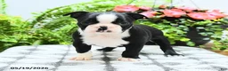 Boston Terrier dogs for sale: Lana  - Ad 5