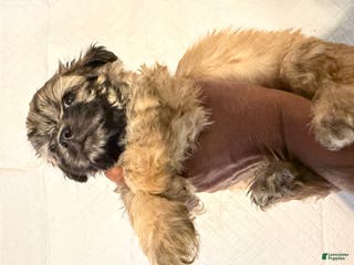 Mixed Breed dogs Mixed Breed Puppy 1 - Ad 29