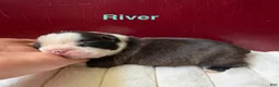 Boston Terrier dogs for sale: Boston Terrier 1River  - Ad 1