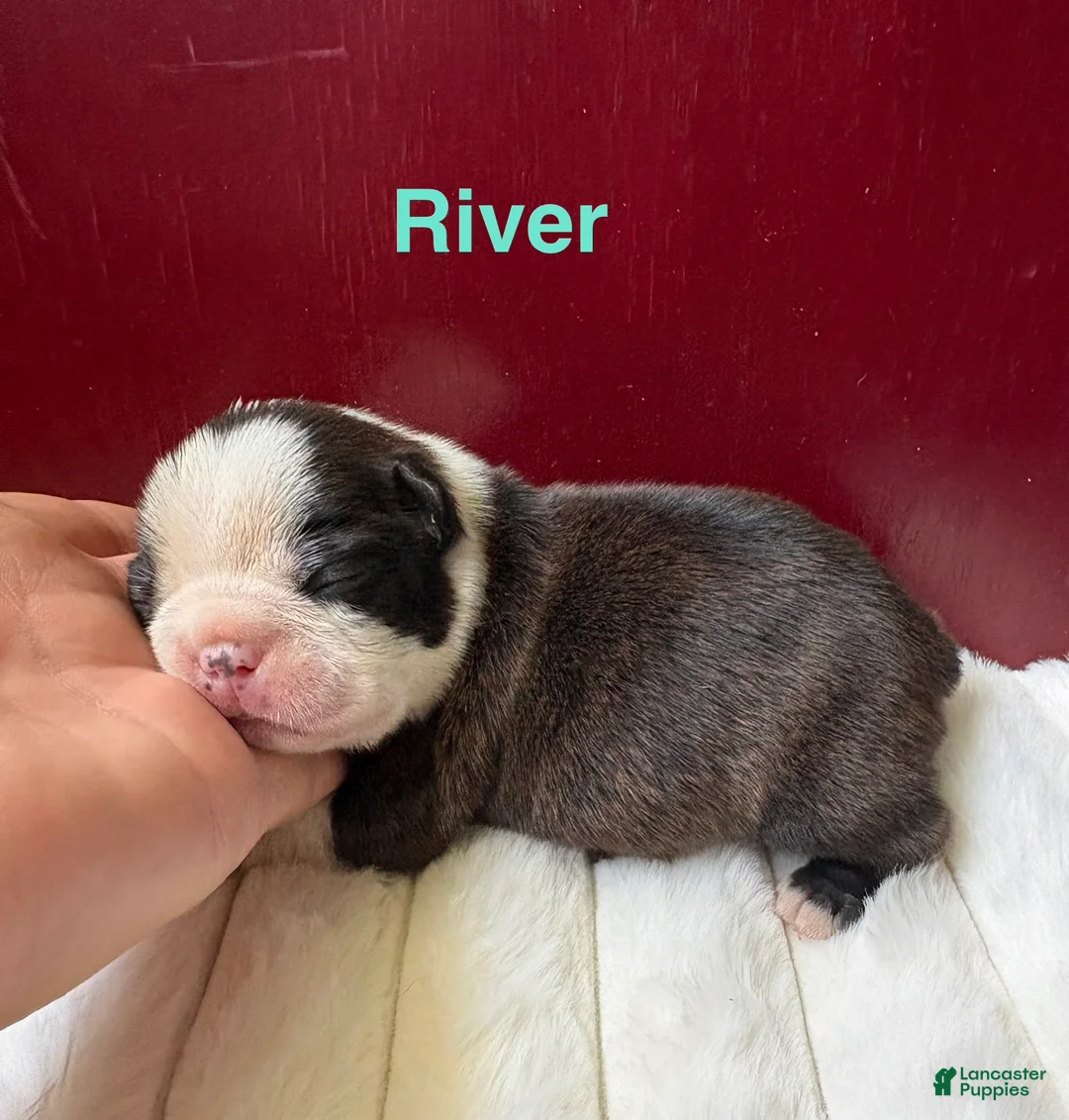 Boston Terrier dogs for sale: Boston Terrier 1River  - Ad 1