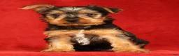 Yorkshire Terrier dogs for sale: Handsome - Ad 8
