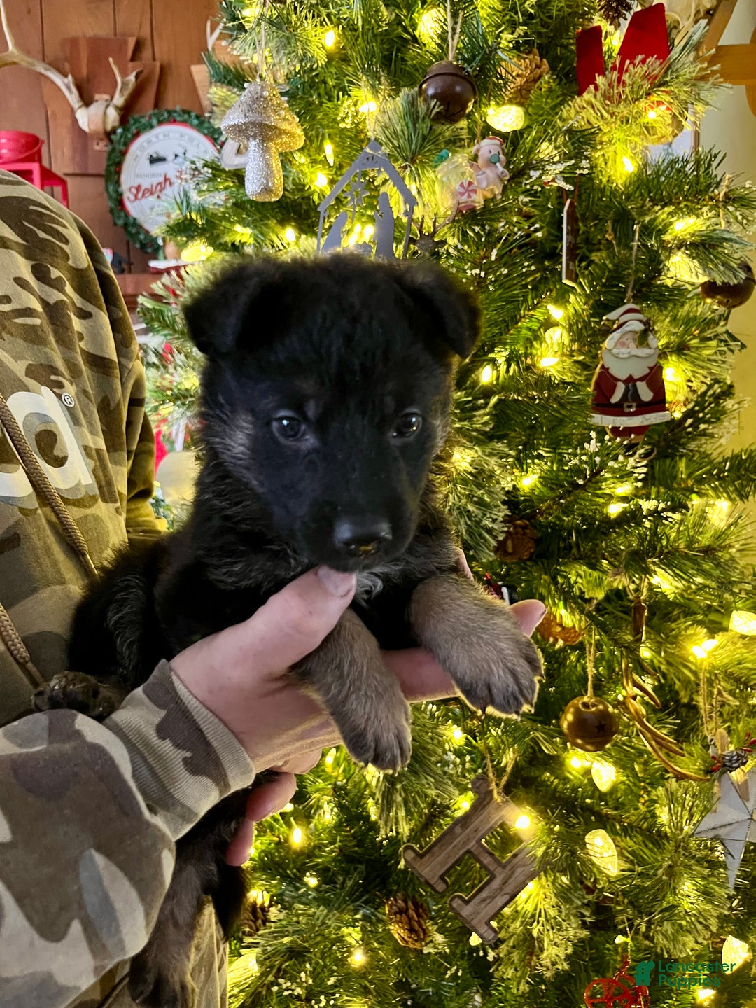 German Shepherd dogs for sale: Rudolph - Ad 3