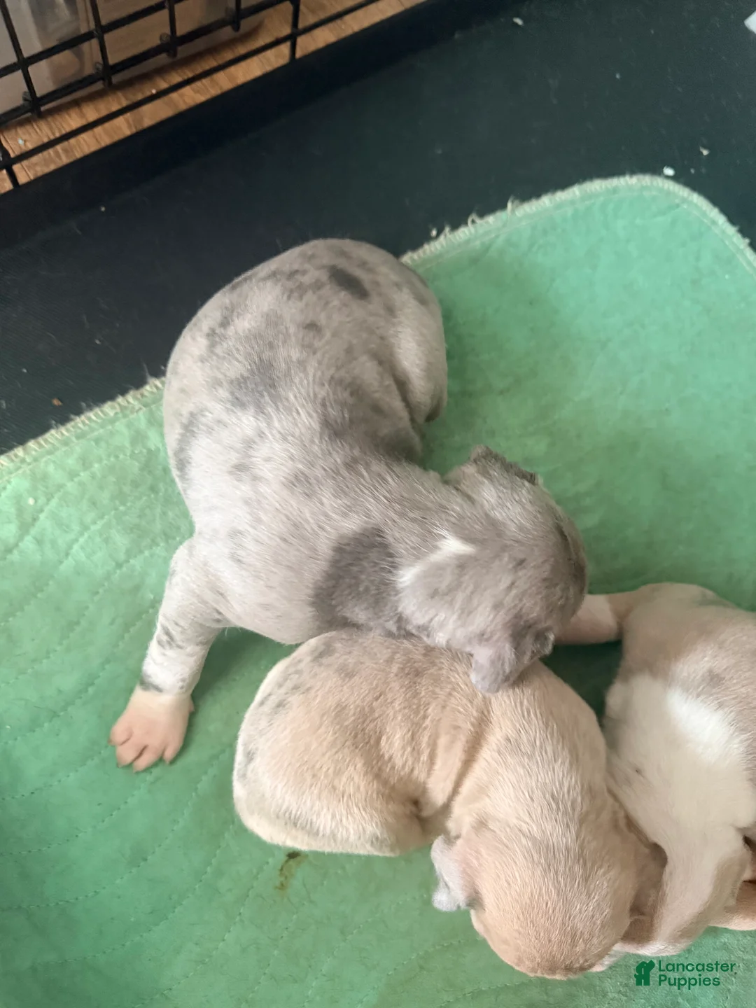 Mixed Breed dogs for sale: radio - Ad 1