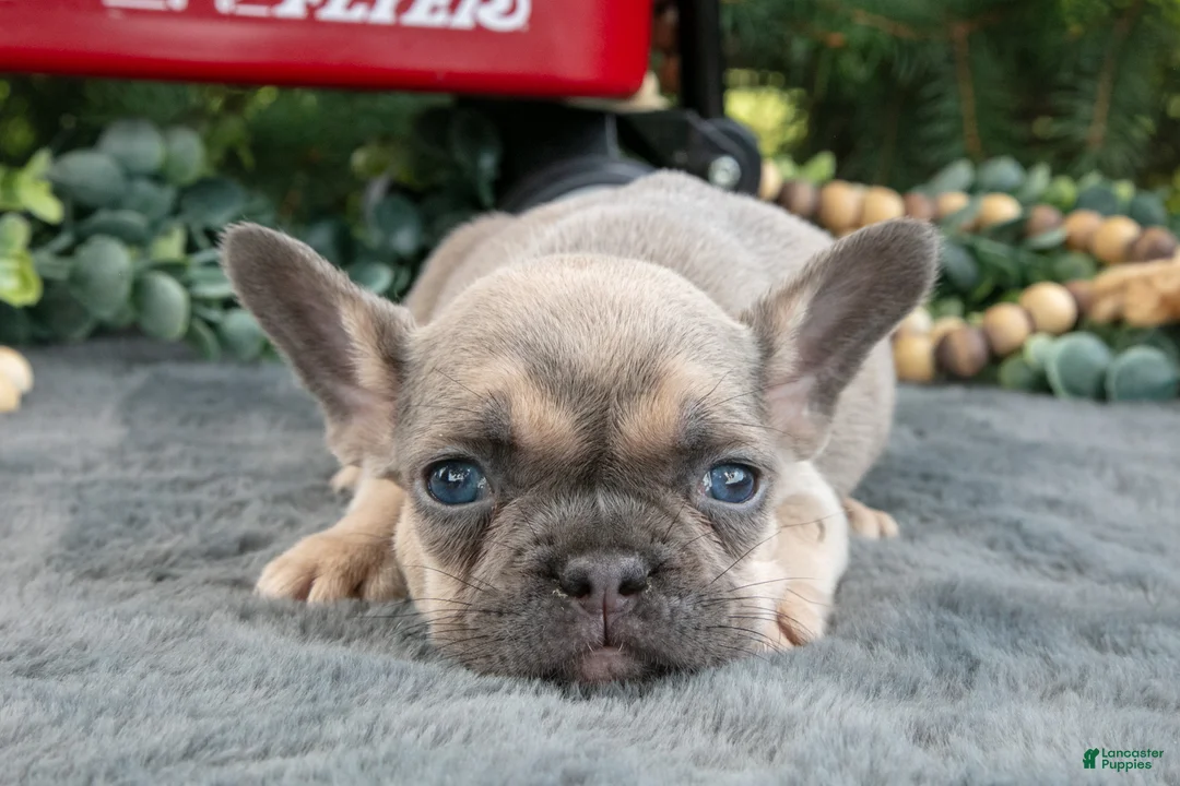 French Bulldog dogs for sale: Fresca - Ad 3