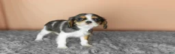 Cavalier King Charles Spaniel dogs for sale: Luna  - Ad 3