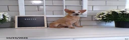 Australian Cattle Dog dogs for sale: Roscoe - Ad 4