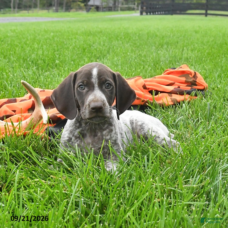 German Shorthaired Pointer dogs Syclone - Ad 2