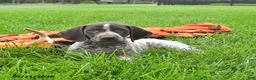 German Shorthaired Pointer dogs for sale: Syclone - Ad 2