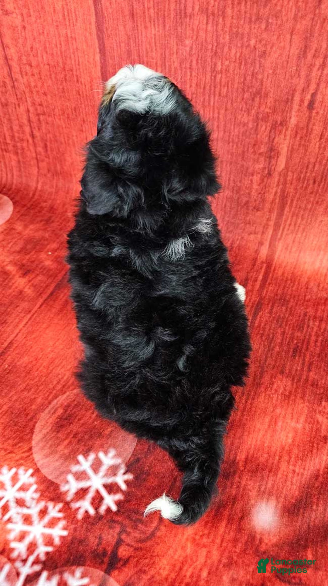 Mini Bernedoodle dogs for sale: Louise - Ad 4