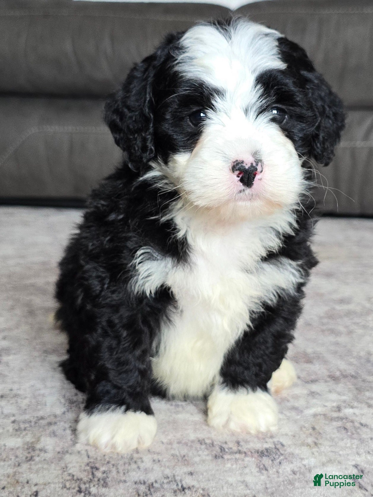 Mini Bernedoodle dogs Mini Jackie - Ad 2